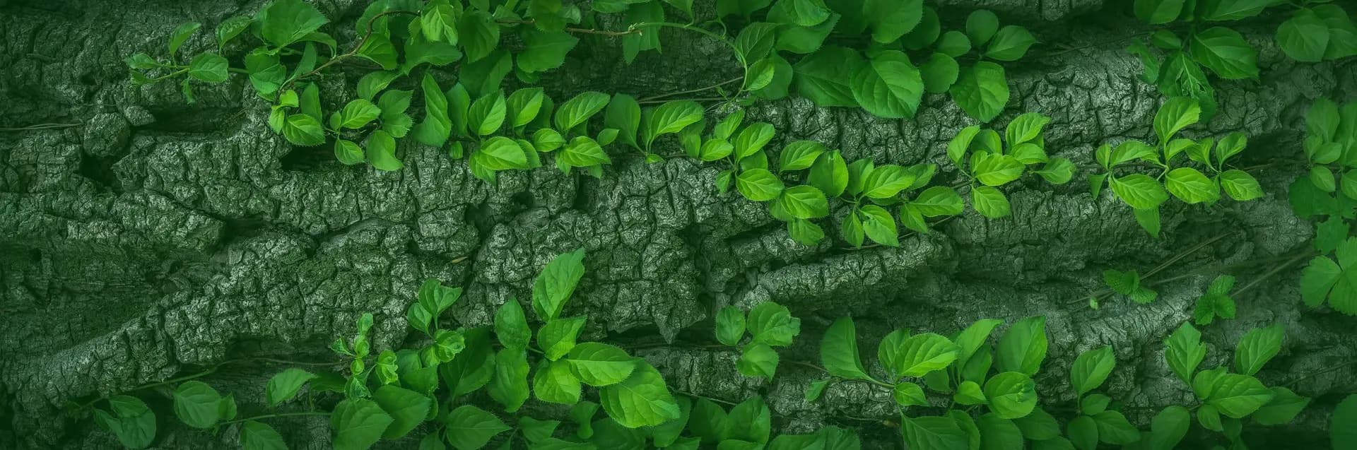 Leaves Background